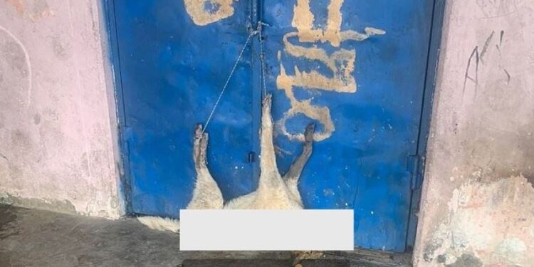 Κρέμασαν νεκρό σκύλο σε πόρτα σχολείου 