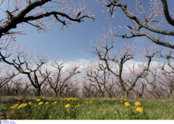 Μεγάλες καταστροφές σε καλλιέργειες λόγω του παγετού σε Πέλλα και Ημαθία