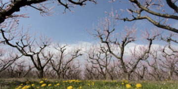 Μεγάλες καταστροφές σε καλλιέργειες λόγω του παγετού σε Πέλλα και Ημαθία