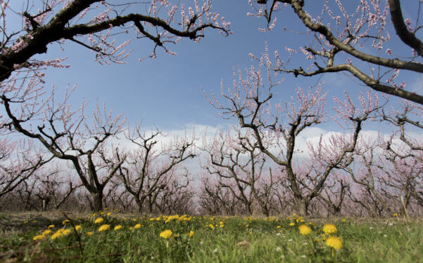 Μεγάλες καταστροφές σε καλλιέργειες λόγω του παγετού σε Πέλλα και Ημαθία