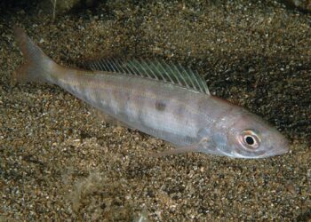 Τι σημαίνει η φράση «πλάκωσε η μαρίδα» και από πού προέρχεται