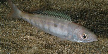 Τι σημαίνει η φράση «πλάκωσε η μαρίδα» και από πού προέρχεται