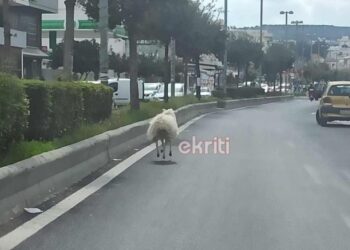 Αρνί έκανε… βόλτες σε λεωφόρο στο Ηράκλειο