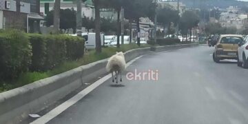 Αρνί έκανε… βόλτες σε λεωφόρο στο Ηράκλειο