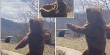 Φόρεσε στολή αρκούδας… μπροστά σε αρκούδα