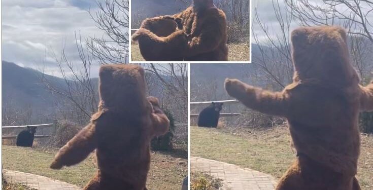 Φόρεσε στολή αρκούδας… μπροστά σε αρκούδα