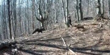 Βίντεο-σοκ: Η στιγμή που αρκούδα επιτίθεται σε άνδρα μέσα σε δάσος
