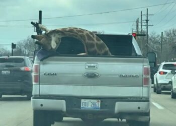 Μυστήριο με καμηλοπάρδαλη σε καρότσα φορτηγού