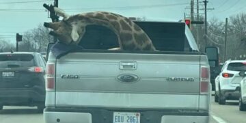 Μυστήριο με καμηλοπάρδαλη σε καρότσα φορτηγού