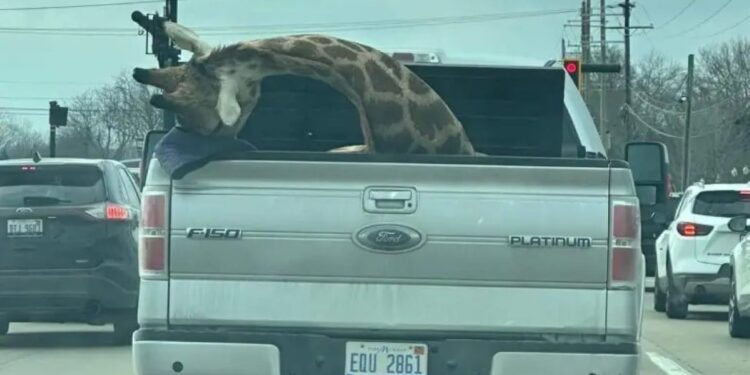 Μυστήριο με καμηλοπάρδαλη σε καρότσα φορτηγού