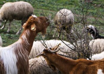 Σητεία: Οι κατσίκες την… έστειλαν στο αστυνομικό τμήμα