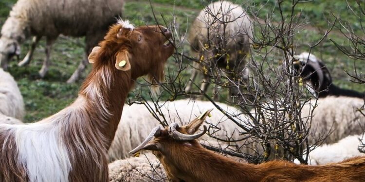 Σητεία: Οι κατσίκες την… έστειλαν στο αστυνομικό τμήμα