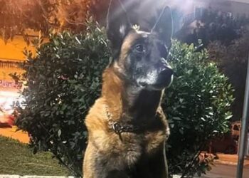 Λιμενικό: Θλίψη για τον θάνατο του Κανέλλου, του θρυλικού λαγωνικού Κ9