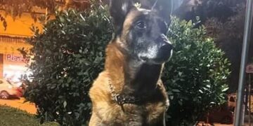 Λιμενικό: Θλίψη για τον θάνατο του Κανέλλου, του θρυλικού λαγωνικού Κ9