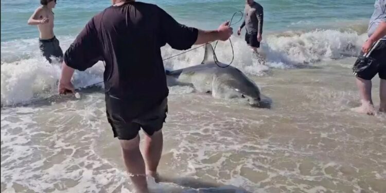 Ψαράδες πάλεψαν με λευκό καρχαρία επί 35 λεπτά