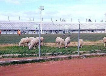 Πρόβατα ξέφυγαν από βοσκό και έφαγαν το γκαζόν ποδοσφαιρικού γηπέδου