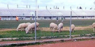 Πρόβατα ξέφυγαν από βοσκό και έφαγαν το γκαζόν ποδοσφαιρικού γηπέδου