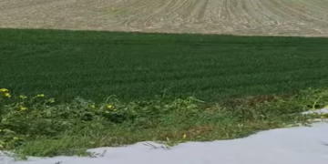 Θεσσαλία: Ζημιές σε καλλιέργειες στον Δήμο Κιλελέρ λόγω έντονης χαλαζόπτωσης