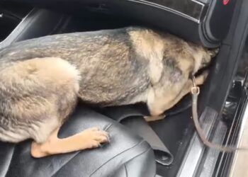 Θεσσαλονίκη: Η Roxy «μυρίστηκε» την ηρωίνη μέσα σε αυτοκίνητο