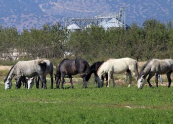 Η «περιπέτεια» των αλόγων της Αττικής