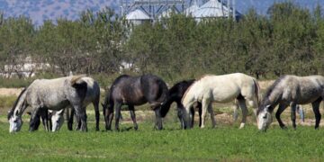 Η «περιπέτεια» των αλόγων της Αττικής