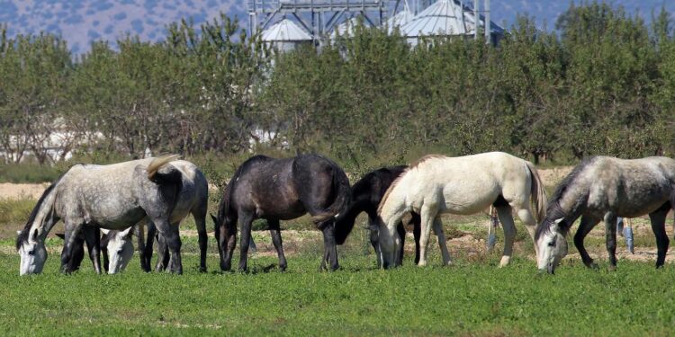 Η «περιπέτεια» των αλόγων της Αττικής