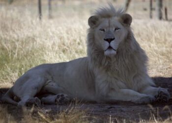 Θάνατος 14χρονης από επίθεση λιονταριού στα περίχωρα του Ναϊρόμπι