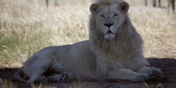 Θάνατος 14χρονης από επίθεση λιονταριού στα περίχωρα του Ναϊρόμπι