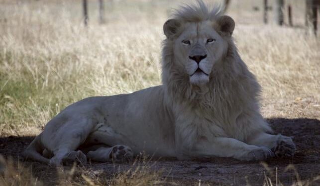 Θάνατος 14χρονης από επίθεση λιονταριού στα περίχωρα του Ναϊρόμπι