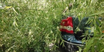 Ιωάννινα: Πτώση δέντρου λόγω των ισχυρών ανέμων