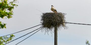Επέστρεψε στη φωλιά του ο λευκοπελαργός της Εγνατίας