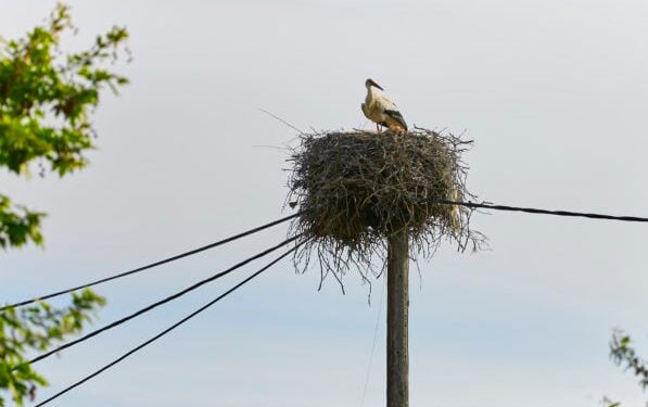 Επέστρεψε στη φωλιά του ο λευκοπελαργός της Εγνατίας
