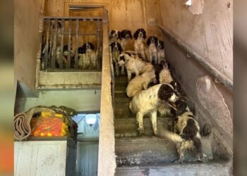 Εικόνες φρίκης: Τουλάχιστον 80 σκυλιά ζούσαν σε αδιανόητες συνθήκες σε σπίτι στη Βρετανία