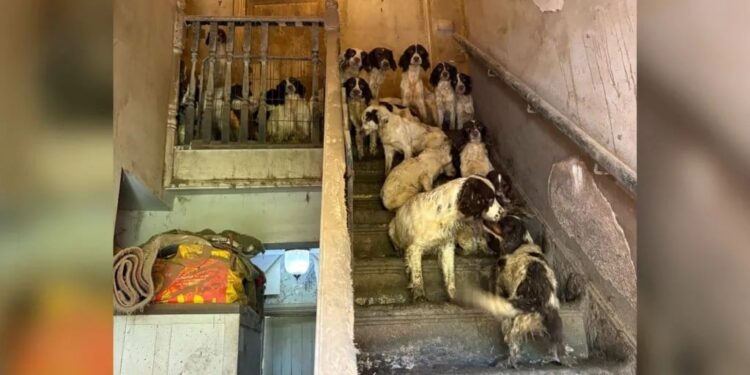 Εικόνες φρίκης: Τουλάχιστον 80 σκυλιά ζούσαν σε αδιανόητες συνθήκες σε σπίτι στη Βρετανία