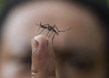 «Ανησυχητική» μείωση του αριθμού των εντόμων