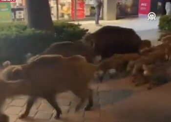 Αγριογούρουνα κάνουν… περίπατο σε κεντρικό δρόμο πόλης στην Τουρκία