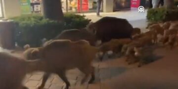 Αγριογούρουνα κάνουν… περίπατο σε κεντρικό δρόμο πόλης στην Τουρκία