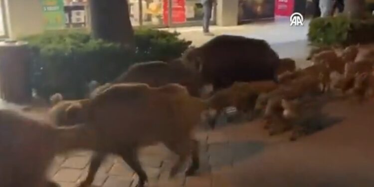 Αγριογούρουνα κάνουν… περίπατο σε κεντρικό δρόμο πόλης στην Τουρκία