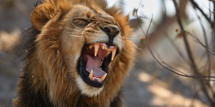 Μια 14χρονη σκοτώθηκε από λιοντάρι στα περίχωρα του Ναϊρόμπι