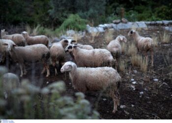 Κρήτη: Χαμός με τις ζωοκλοπές πριν από το Πάσχα