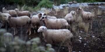 Κρήτη: Χαμός με τις ζωοκλοπές πριν από το Πάσχα