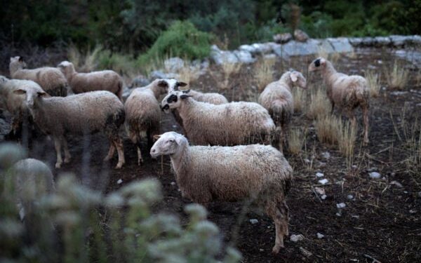 Κρήτη: Χαμός με τις ζωοκλοπές πριν από το Πάσχα