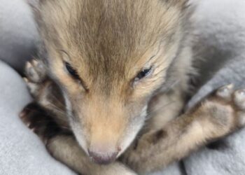 Σε κρίσιμη κατάσταση το αλεπουδάκι που έπεσε από βράχο του λόφου Αλεπότρυπα