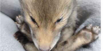 Σε κρίσιμη κατάσταση το αλεπουδάκι που έπεσε από βράχο του λόφου Αλεπότρυπα