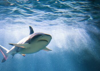 Μαλδίβες: Στα… σαγόνια του καρχαρία βρέθηκε γυναίκα που βιντεοσκόπησε την στιγμή της επίθεσης