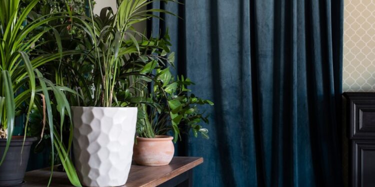 Το Νο1 φυτό εσωτερικού χώρου που περιορίζει τη μούχλα και σας βοηθάει να κοιμηθείτε καλά, σύμφωνα με ειδικό