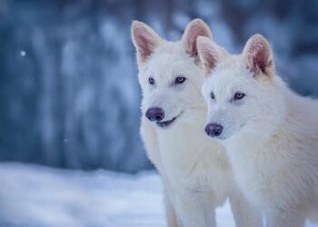 Οι «τρομεροί λύκοι» του Game of Thrones περπατούν ξανά στη Γη