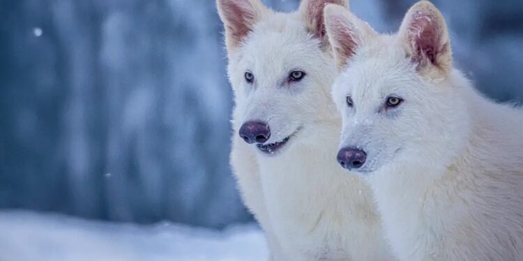 Οι «τρομεροί λύκοι» του Game of Thrones περπατούν ξανά στη Γη