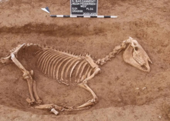 Ανακαλύφθηκε κατά τη διάρκεια ανασκαφής ρωμαϊκό νεκροταφείο αλόγων