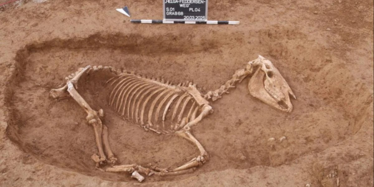 Ανακαλύφθηκε κατά τη διάρκεια ανασκαφής ρωμαϊκό νεκροταφείο αλόγων